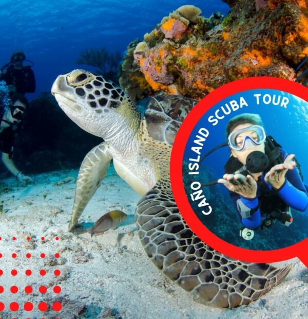 Cano Island Diving Tour – Scuba Diving from Uvita