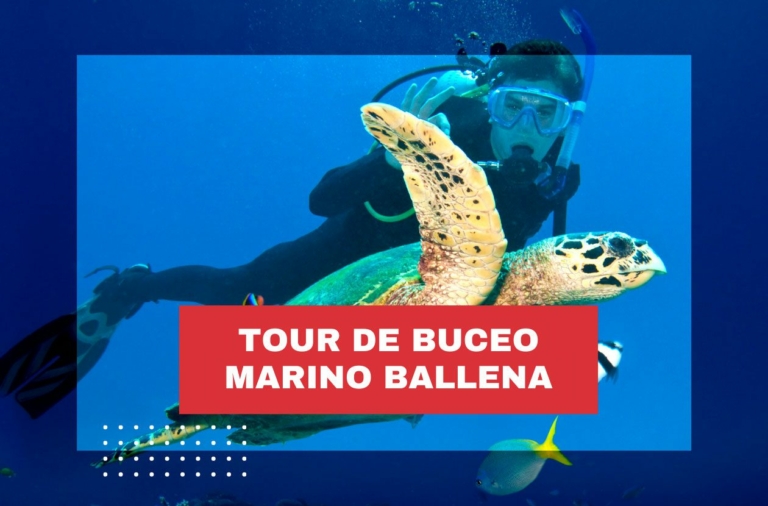 tour-de-buceo-costa-rica-marino-ballena