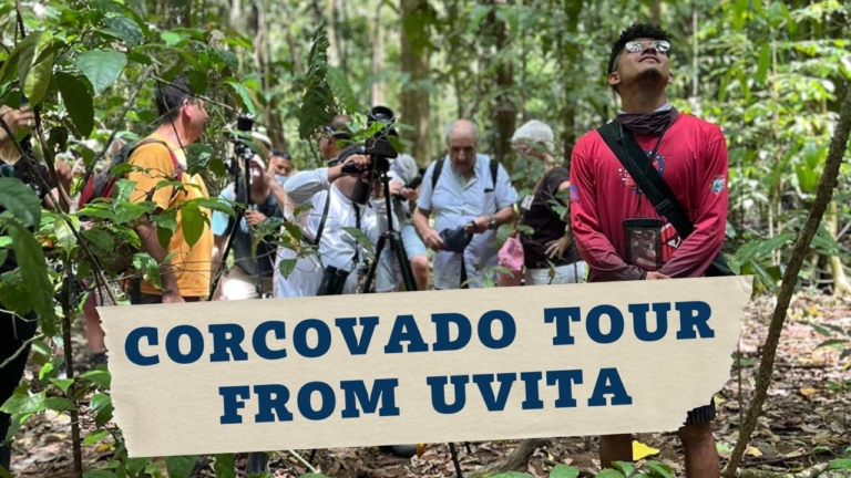 Corcovado National Park Tour from Uvita Wildlife Experience