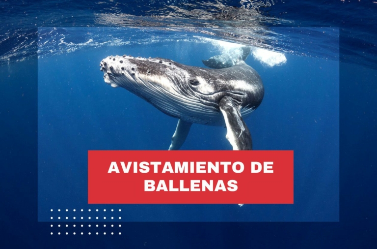 avistamiento-de-ballenas-costa-rica-uvita
