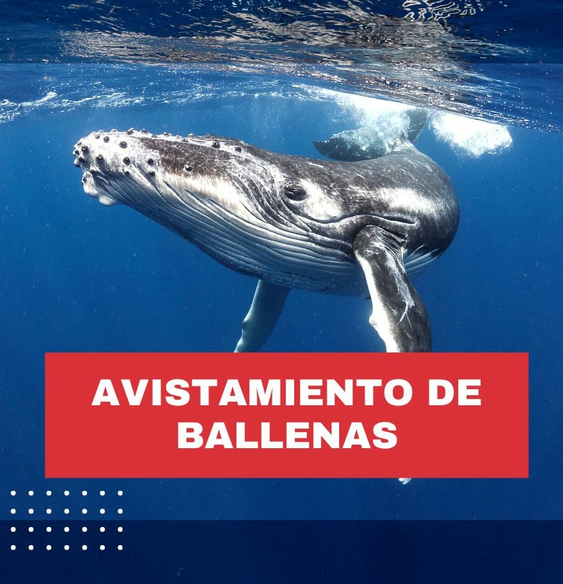avistamiento-de-ballenas-costa-rica-uvita