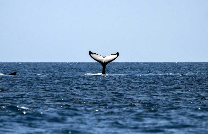 humbpack-whale-costa-rica-where
