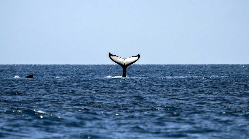 humbpack-whale-costa-rica-where