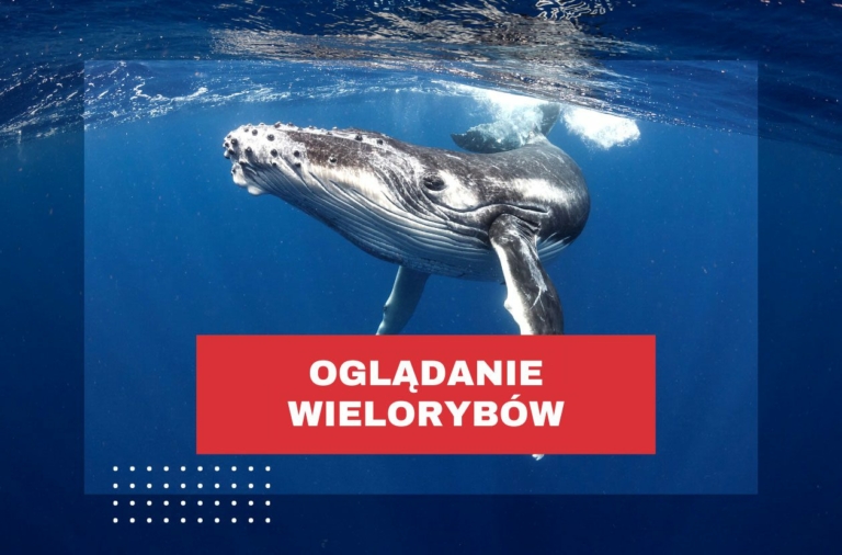 ogladanie-wielorybow-kostaryka-uvita