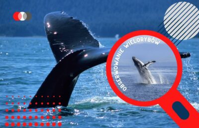 oglądanie wielorybów kostaryka uvita wycieczka