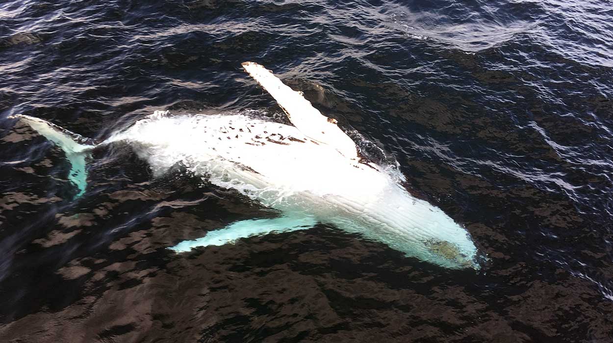 obserwacja-wielorybów-kostaryka-gdzie