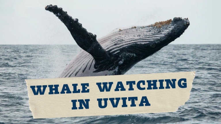 Whale Watching in Uvita