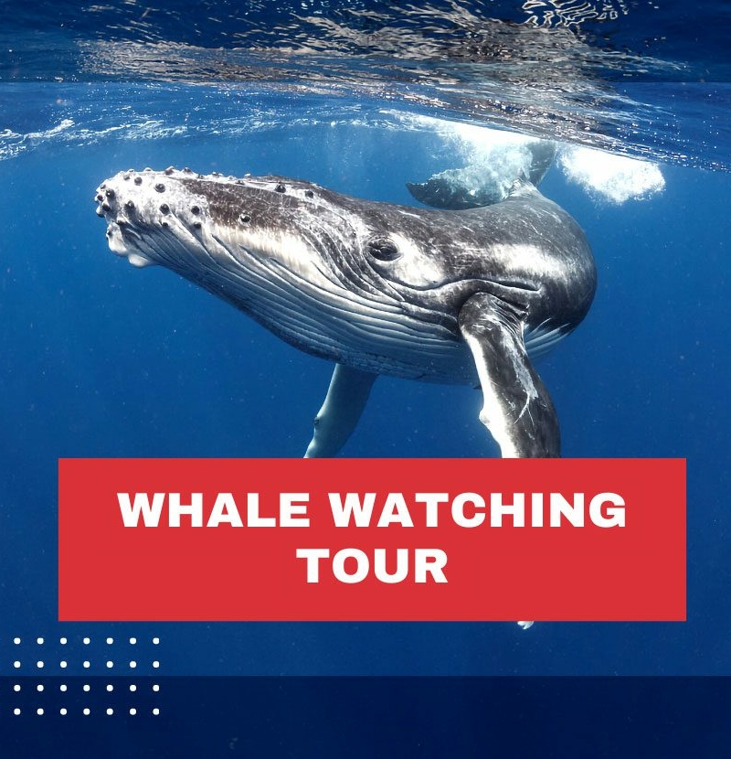 whale-watching-tour-costa-rica-uvita