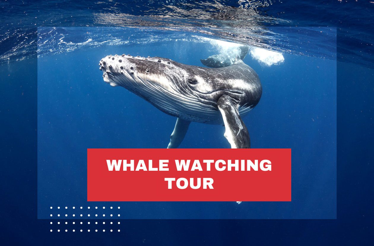 whale-watching-tour-costa-rica-uvita