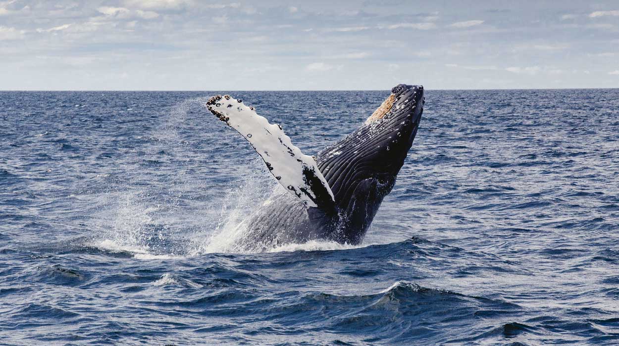 Wycieczka z obserwacją wielorybów uvita costa rica