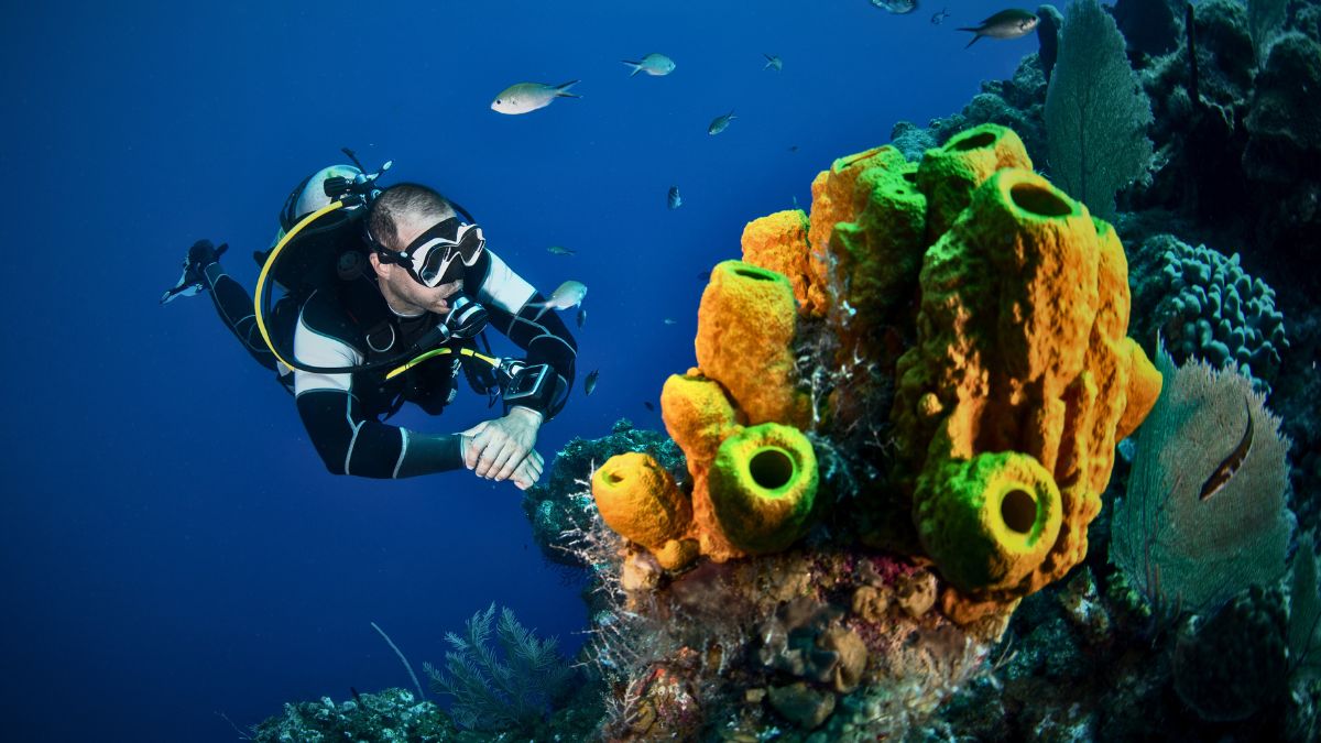 Scuba diver with regulator breathing swimming with whale shark in pristine crystal clear tropical waters showing world-class diving destination paradise scenery