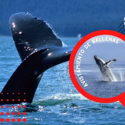 Tour de avistamiento de ballenas - Ballenas jorobadas en Costa Rica