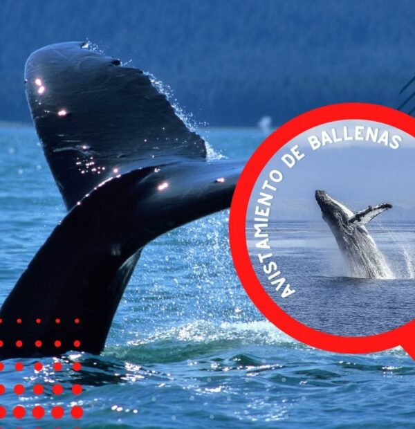 Tour de avistamiento de ballenas - Ballenas jorobadas en Costa Rica
