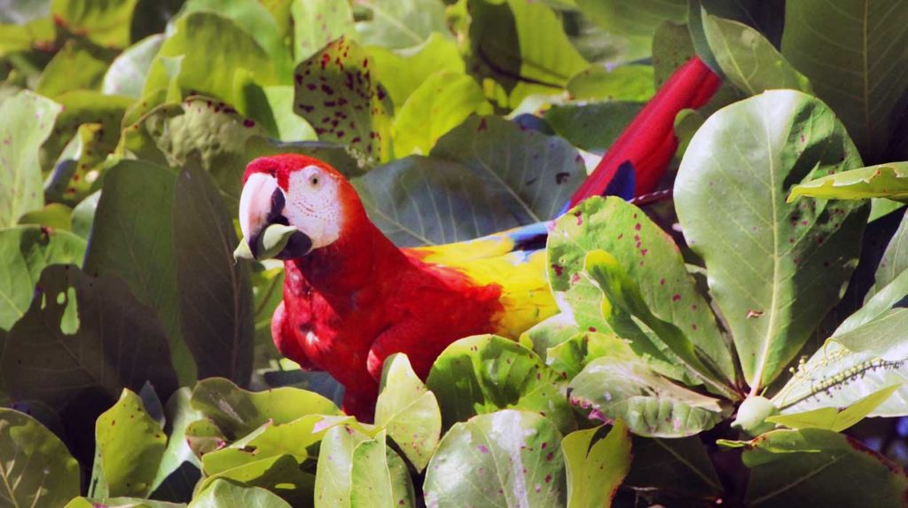 kostaryka-informacja-fauna-flora