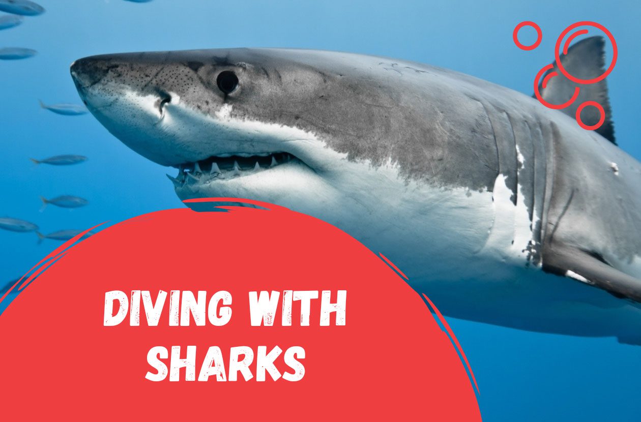 diving-with-sharks-where