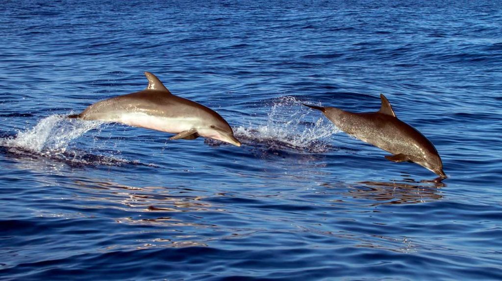 Delfines en Costa Rica