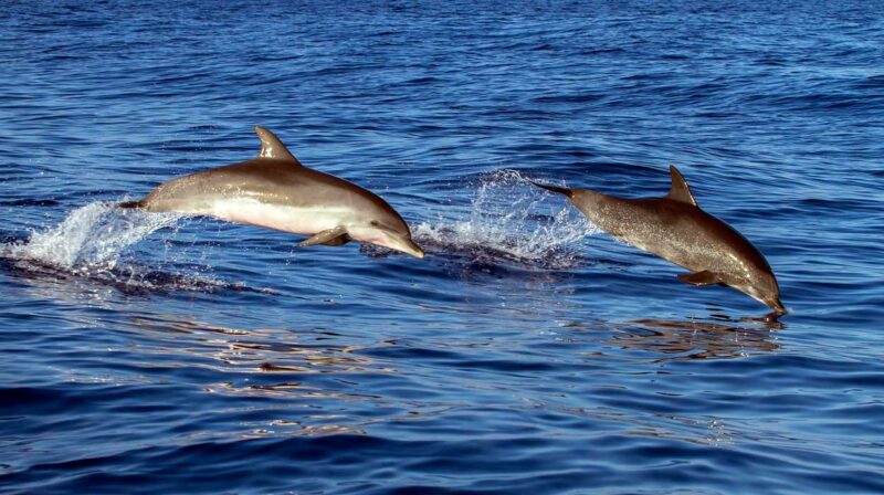 Delfiny w Kostaryce