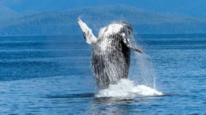 whales-watching-in-costa-rica-price-list
