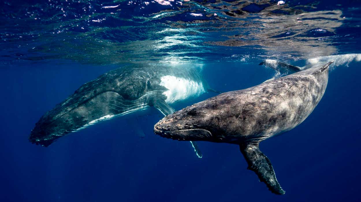 Obserwowanie wielorybów w Kostaryce