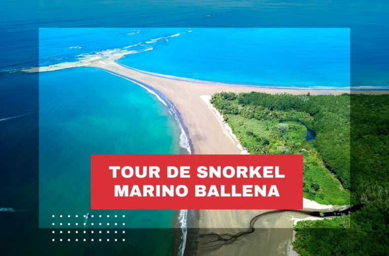 tour de snorkel-marino-ballena-costa-rica
