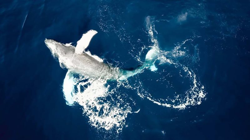 whale-watching-marino-ballena-snorkeling-trip-uvita