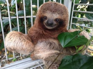 three-toed-sloth_f