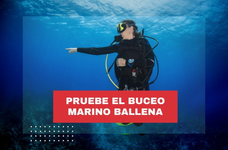 pruebe-el-buceo-costa-rica-marino-ballena