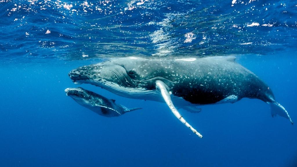 Wieloryb z młodym
