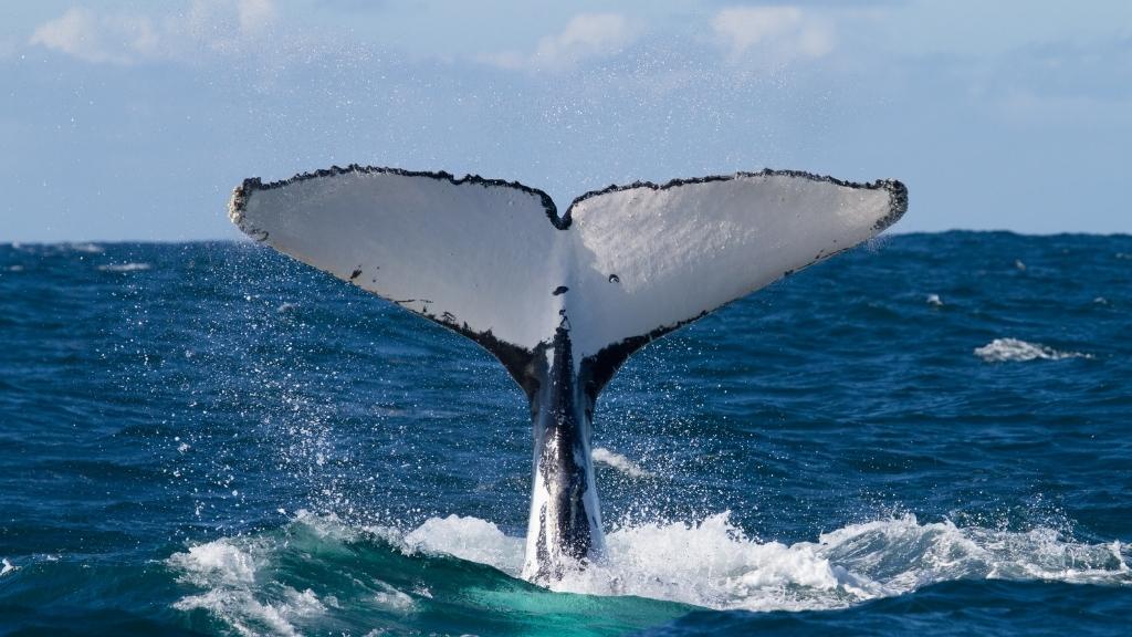 Ogon wieloryba