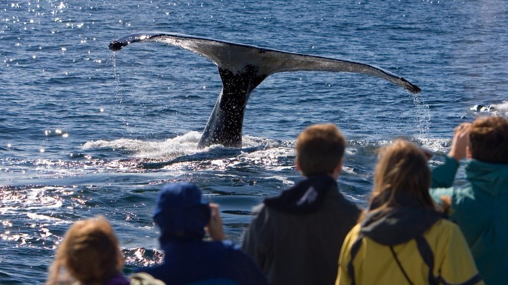 tour de avistamiento de ballenas en costa rica en uvita