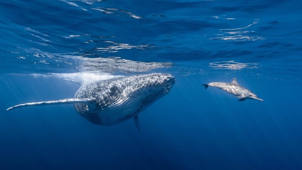 Wieloryby w Kostaryce