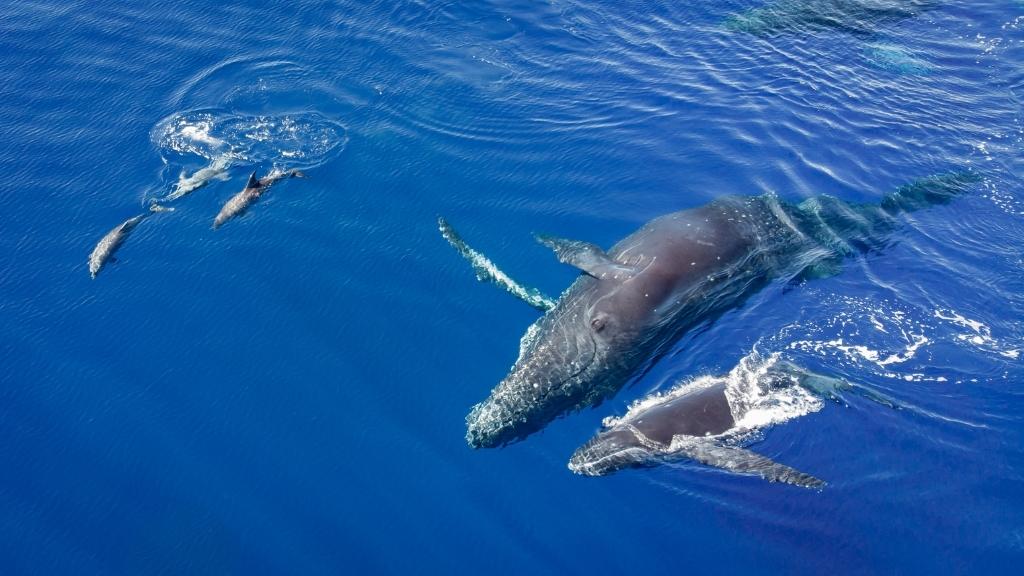 Oglądanie wielorybów w Kostaryce
