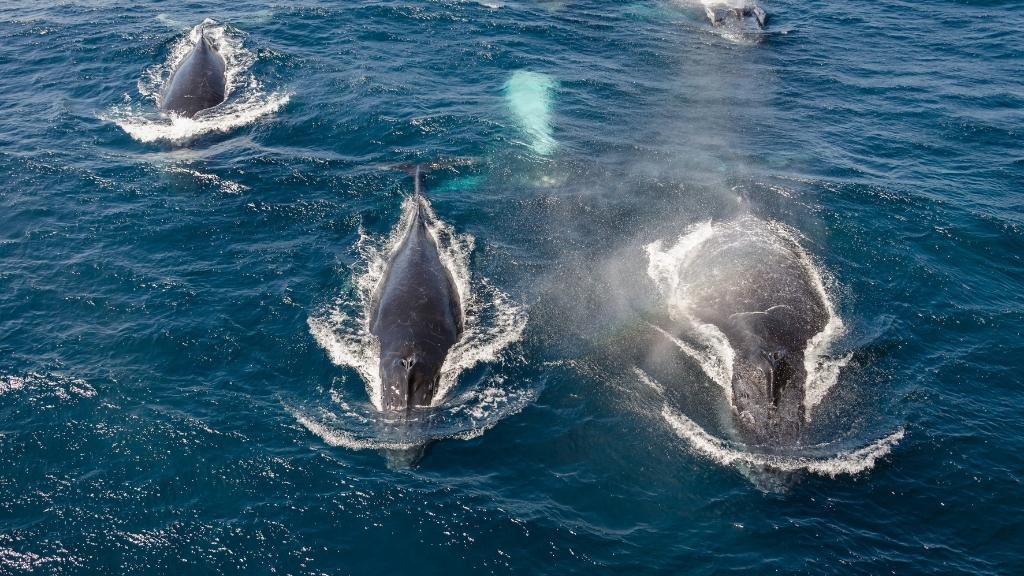 Wieloryby na powierzchni