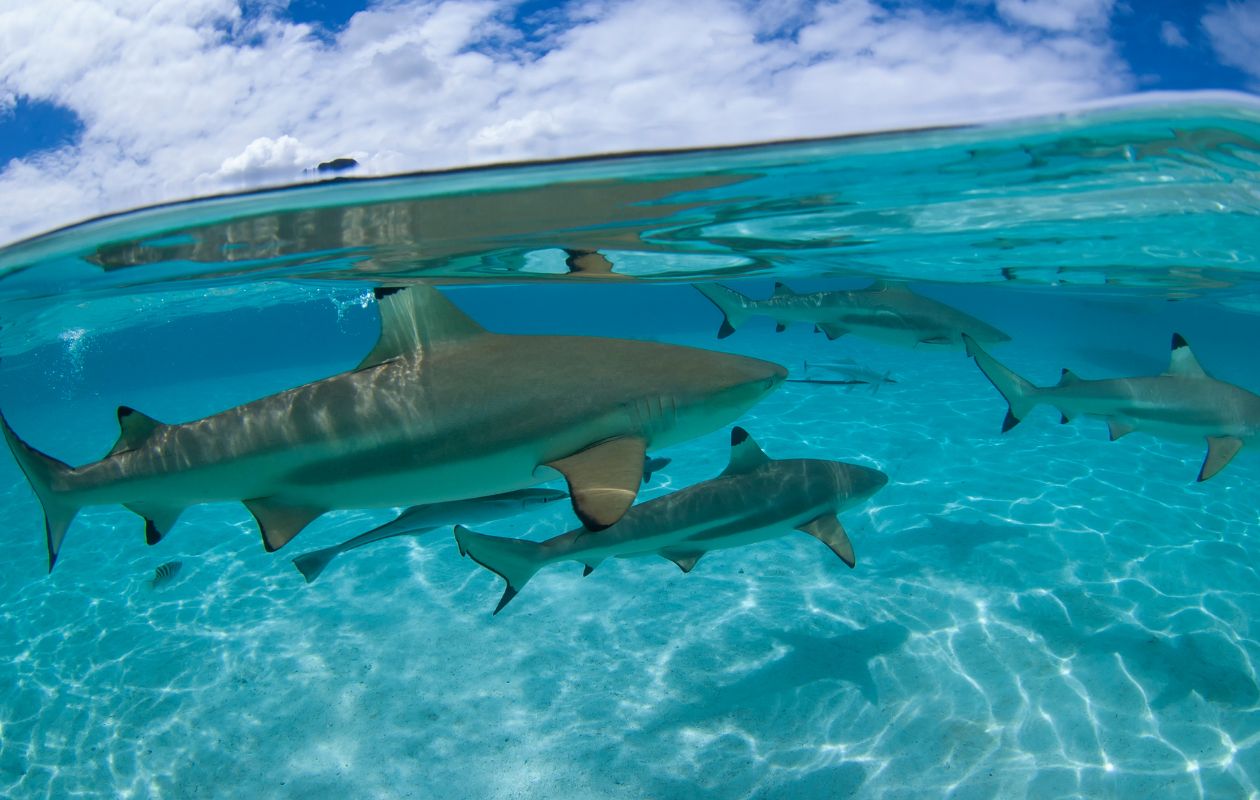 Expedición de buceo con tiburones costa rica