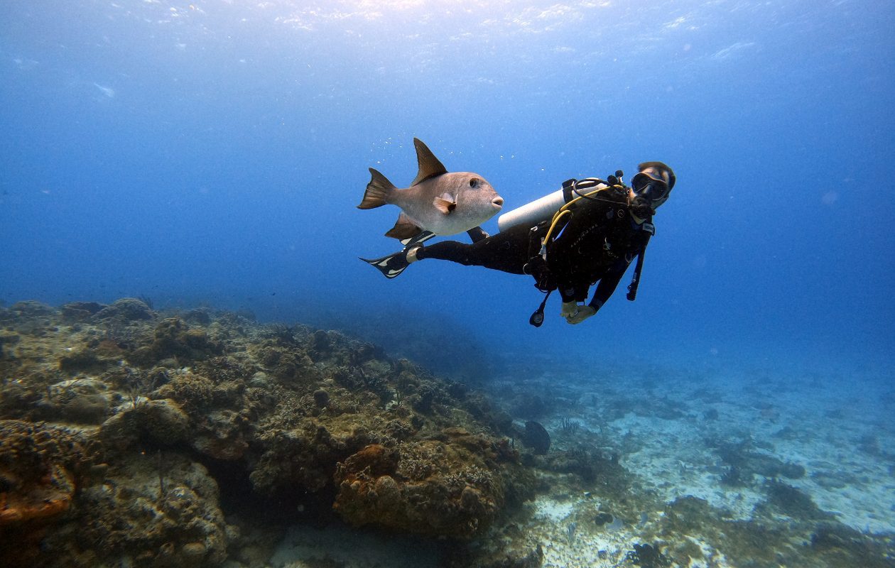 Scuba diving in mexico - 5 best sites cozumel