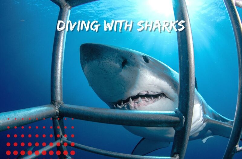 diving with sharks everything to know