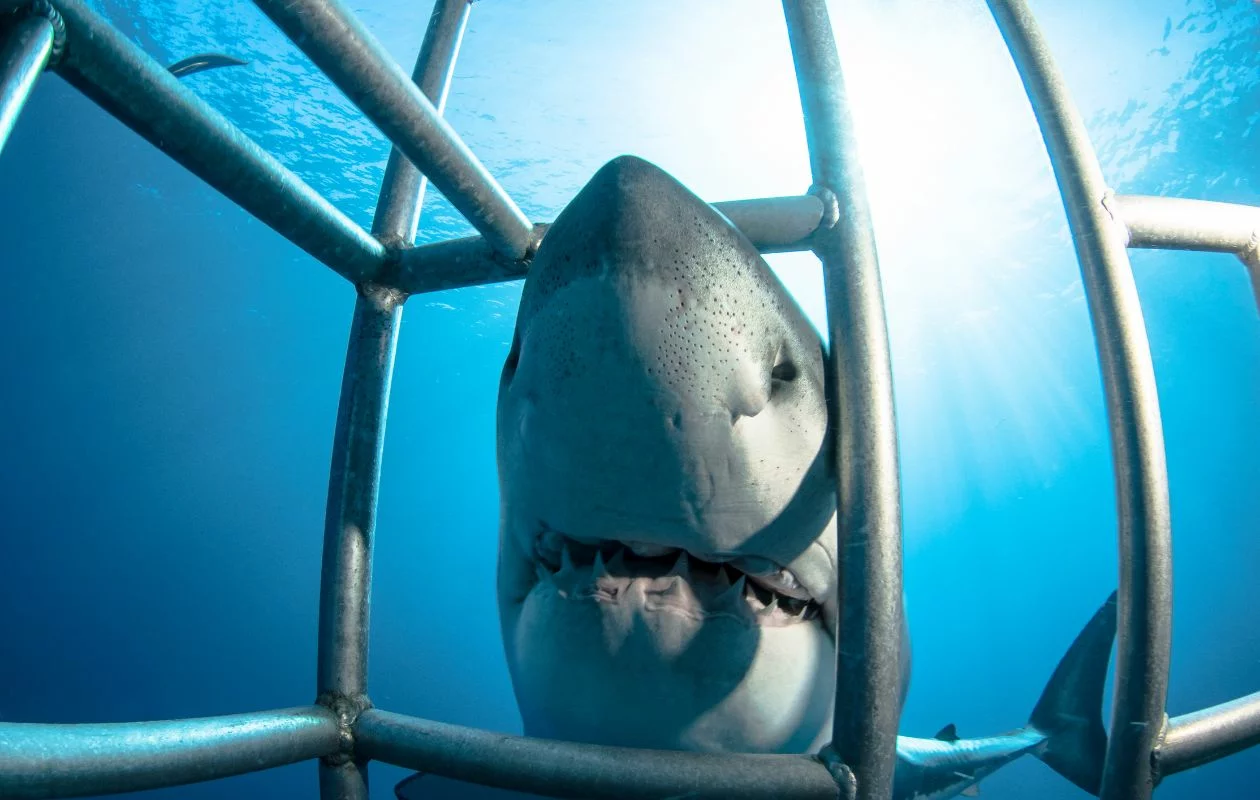 tour de buceo en jaula con tiburones