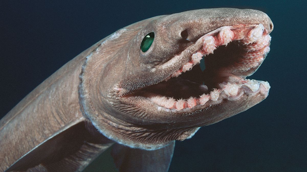 The Ugliest Fish in the World: 10 Creatures That Only a Mother Could Love » Costa Rica Divers Frilled Shark (Chlamydoselachus anguineus) - The Sea Serpent That Turned Out to Be Real