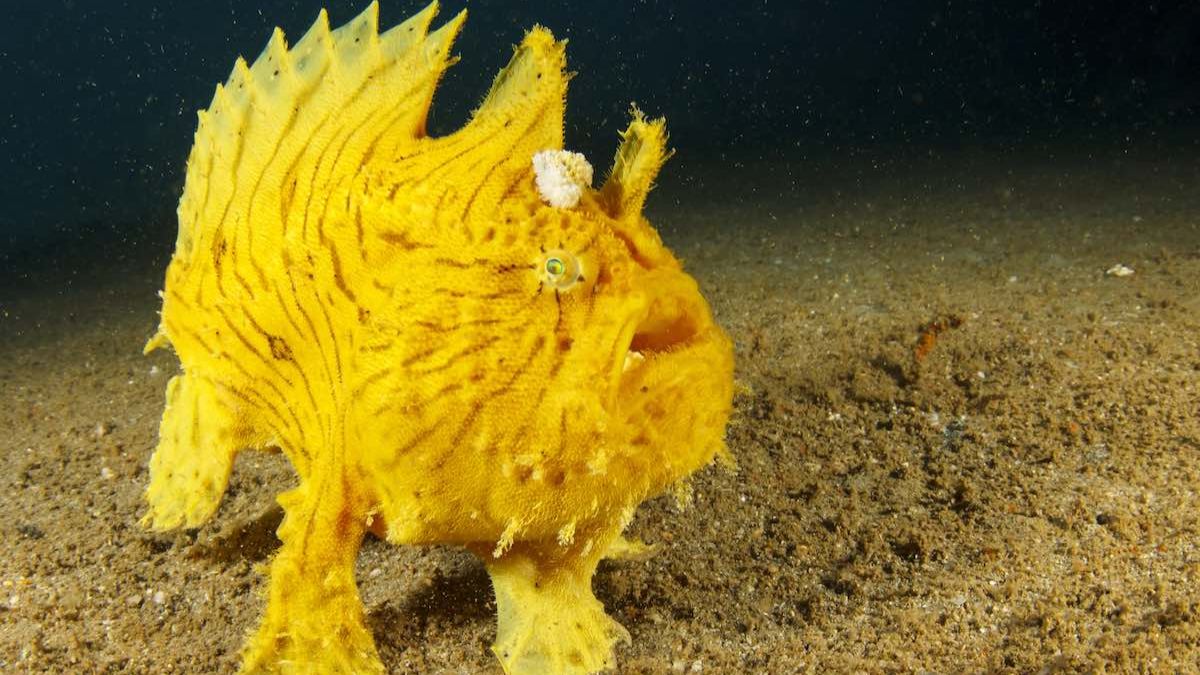 The Ugliest Fish in the World: 10 Creatures That Only a Mother Could Love » Costa Rica Divers Frogfish (Antennariidae) - The Camouflage Artist Nobody Asked For