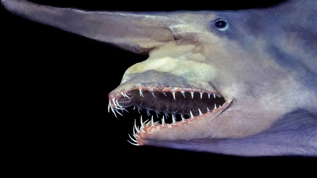 The Ugliest Fish in the World: 10 Creatures That Only a Mother Could Love » Costa Rica Divers Goblin Shark (Mitsukurina owstoni) – The Living Fossil