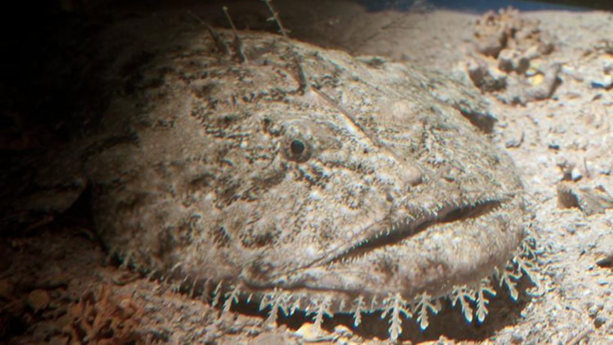 The Ugliest Fish in the World: 10 Creatures That Only a Mother Could Love » Costa Rica Divers Monkfish (Lophius piscatorius) - Too Ugly to Look At, Too Good to Ignore