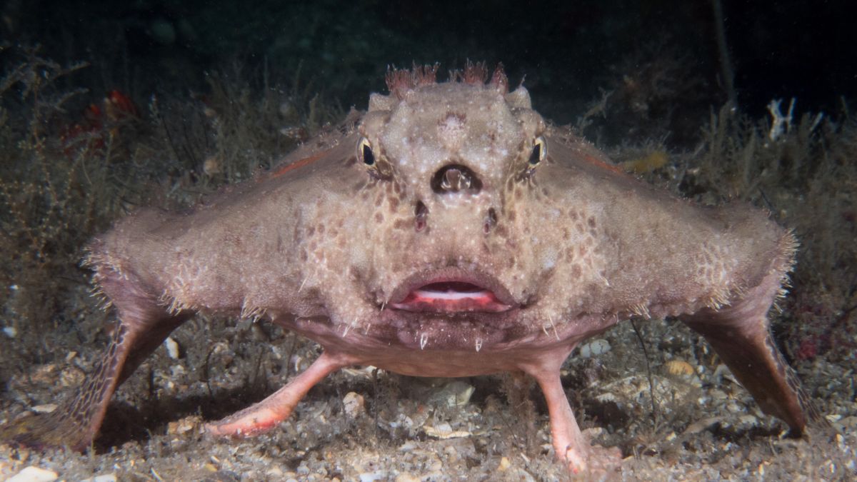 The Ugliest Fish in the World: 10 Creatures That Only a Mother Could Love » Costa Rica Divers Red-Lipped Batfish (Ogcocephalus darwini) - The Fish That Walks and Wears Lipstick