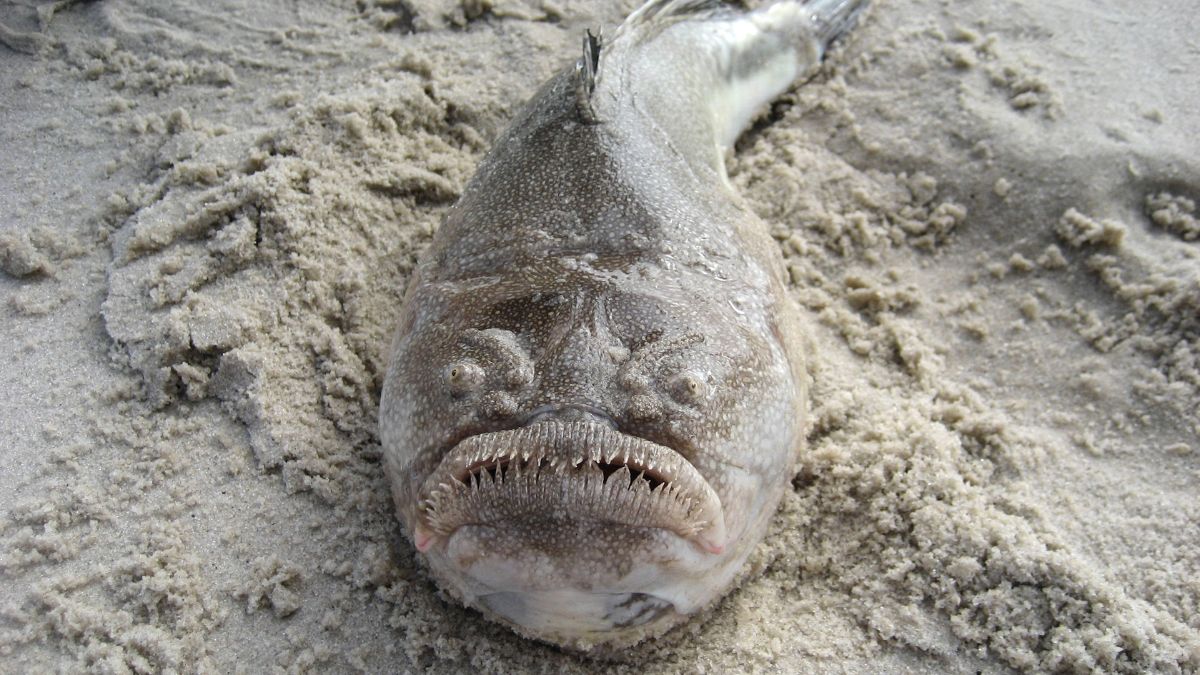 The Ugliest Fish in the World: 10 Creatures That Only a Mother Could Love » Costa Rica Divers Stargazer (Uranoscopidae) - The Ambush Predator Hiding in Plain Sand