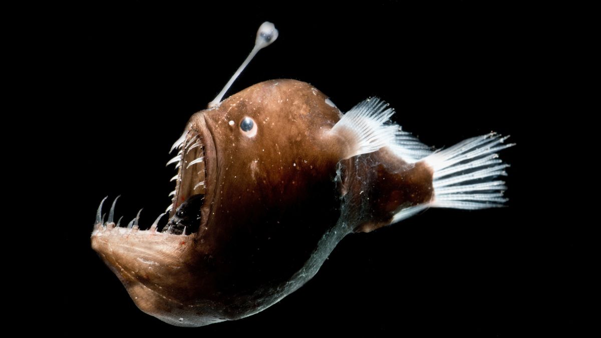 The Ugliest Fish in the World: 10 Creatures That Only a Mother Could Love » Costa Rica Divers The Ugliest Fish in the World Anglerfish