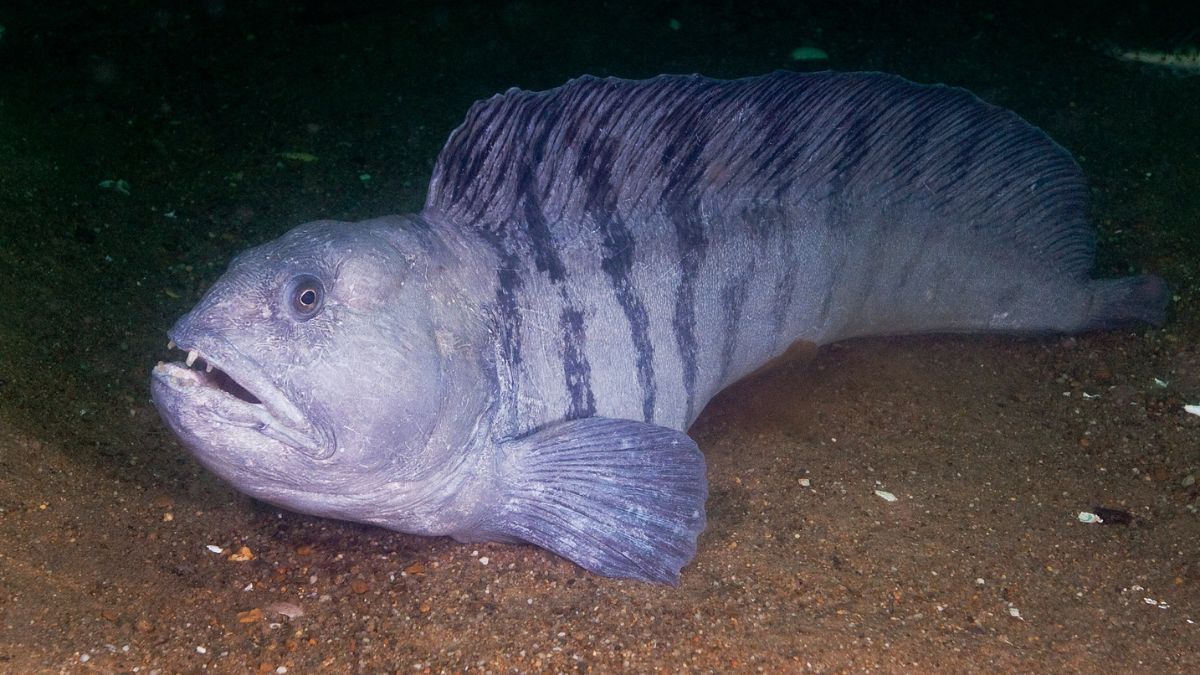 The Ugliest Fish in the World: 10 Creatures That Only a Mother Could Love » Costa Rica Divers Wolffish (Anarhichas lupus) - Teeth That Could Crack a Crab Shell