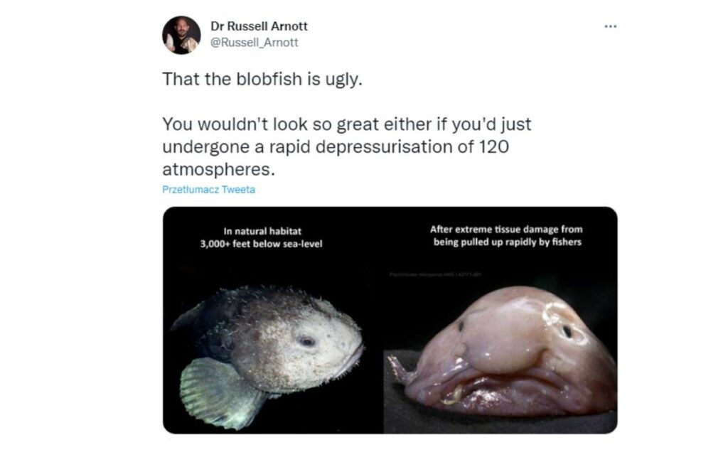 blobfish the ugliest fish in the world