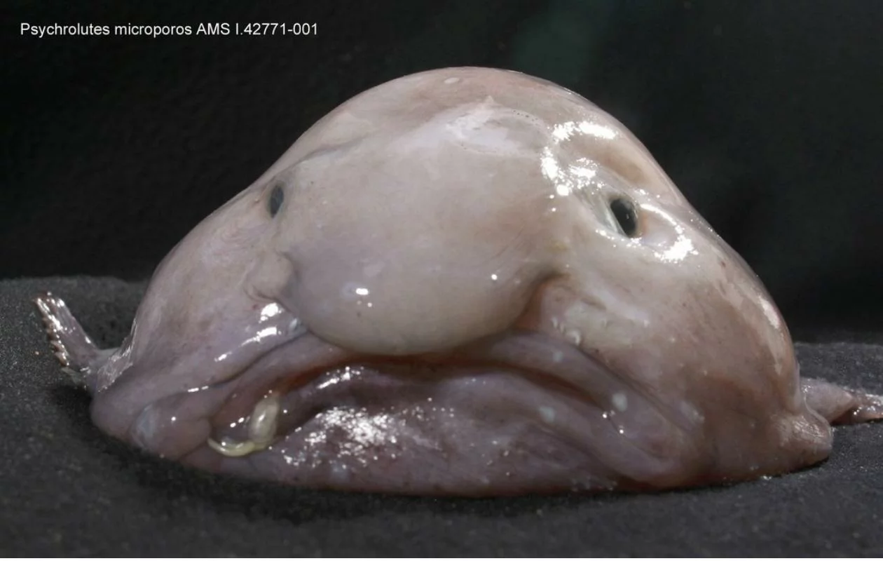 blobfish ugliest fish in the world