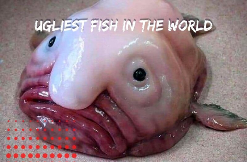 the ugliest fish in the world check