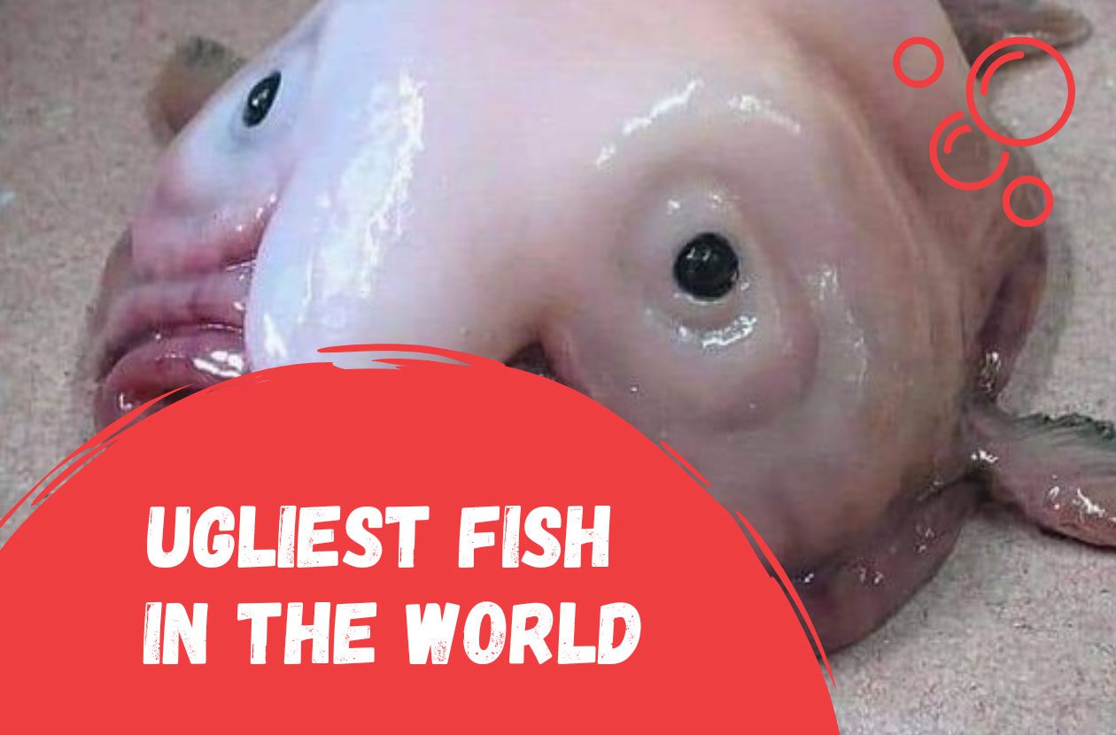 ugliest-fish-in-the-world-blobfish