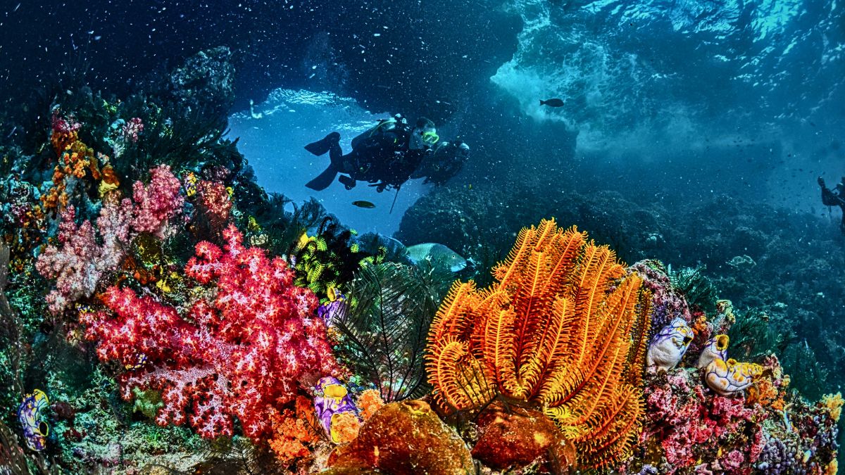 Is Scuba Diving in Maldives Worth It? Diver's Complete Guide » Costa Rica Divers Scuba divers performing a drift dive in a Maldivian channel with strong currents, surrounded by eagle rays and reef sharks